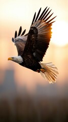 Obraz premium Majestic Bald Eagle Soaring in Golden Sunset, Powerful Bird of Prey, Freedom Concept