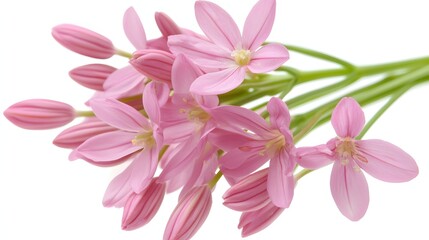 Bouquet of Delicate Pink Flowers with Buds and Blossoms in a Natural Setting