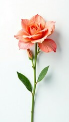 Obraz premium A solitary stem of flowers against a white backdrop, floral arrangement, colorful, isolated object