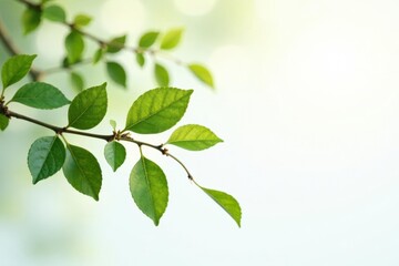 Fototapeta premium Isolated branches on white background with subtle texture, natural light filtering through, branches, organic, texture