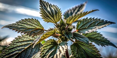 Stinging Nettle Close Up, Wild Green Plant, Nature Photography, Macro, Vibrant Foliage, Herbal Medicine, Botanical Image, Detailed Texture