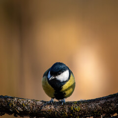 Sikorka portret bokeh zółte tło na gałązce  © Adrian
