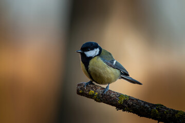 Sikorka portret bokeh zółte tło na gałązce  © Adrian