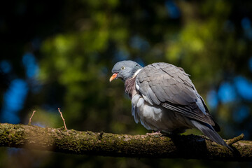 wood pigeon on a branch in nature