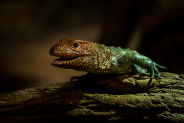 dracena crocodile lizard from the zoo