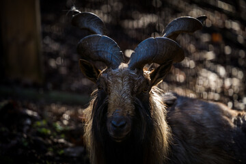 Capra falconeri goat in the nature