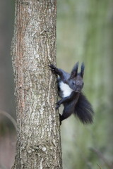 Black fur form of Sciurus vulgaris, european red squirrel. Climbing on the tree in the forrest in Czech republic.