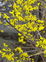 Yellow forsythia blossoms on delicate branches. Concept of spring, renewal nature and botany