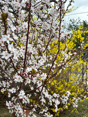 Dense white blossoms covering tree branches in spring. Concept of renewal nature, purity and natural beauty. Spring season