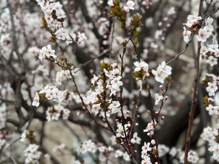 Blooming tree in the gentle sunshine branches in spring. Concept of renewal nature, purity and natural beauty. Spring season