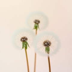 Dandelions silhouetted against a pastel sky at sunset create a serene and tranquil atmosphere in nature
