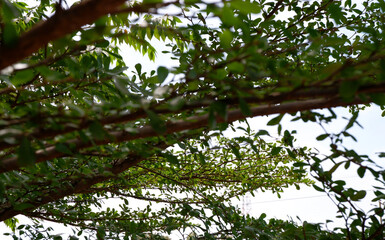 Fototapeta premium Big tree branch texture of Ivory Coast Almond background. Selective focus. Texture background of beautiful green branches. Black Afara Tree or Ivory Coast Almond for nature, eco, earth, abundance them