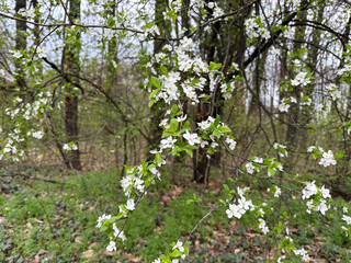 White blossoms covering tree branches in a spring season forest. Concept of renewal nature, growth and seasonal transformation