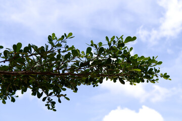 Bright sky background and tree branch. Nature, landscape, leaves, cloud, soft white and blue, travel, beautiful day, natural light, and sustainability concepts. Tree branch with blue sky background.