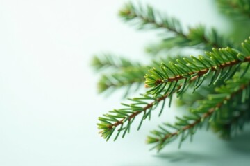 A delicate spruce branch against a soft white backdrop, soft lighting, spruce trees, evergreen branches