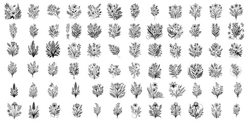 vintage botanical herbs and plants collection black and white hand drawn illustration