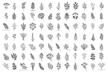 hand drawn plant collection with herbs and wildflowers