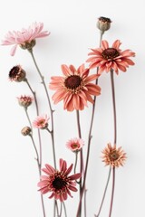 Colorful collection of pressed wildflowers arranged artistically on a white surface showcasing nature's beauty