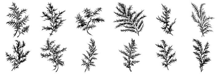 hand drawn cedar and conifer branch set in botanical engraving style © Aisha Kudorova