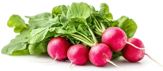 Fresh Radishes: A Vibrant Bunch of Garden-Grown Goodness