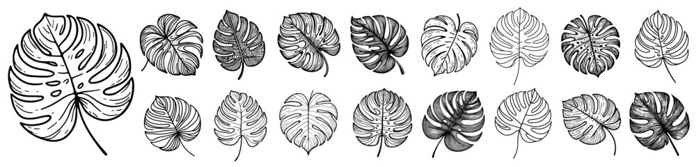 monstera leaves collection in hand drawn style