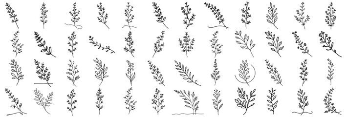 botanical herbs and leaves collection in hand drawn style