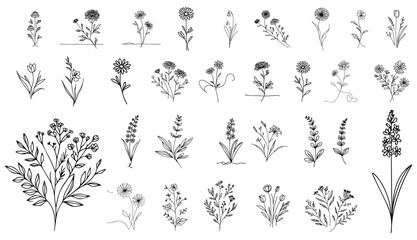 hand-drawn botanical elements wildflowers and herbs © Aisha Kudorova