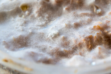 Oyster Mushroom Mycelium (Pleurotus ostreatus) Growing on Sawdust.