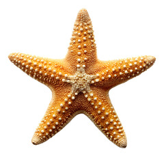 starfish isolated on white