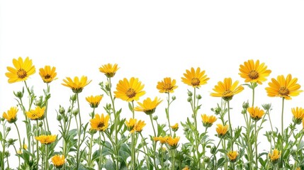 Radiant yellow daisies bloom against a pristine white backdrop capturing a serene botanical beauty in nature photography