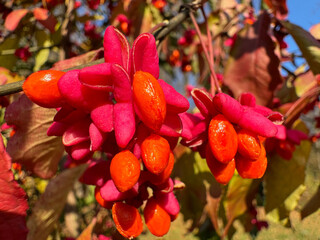Fruits of spindle euonymus europaeus.