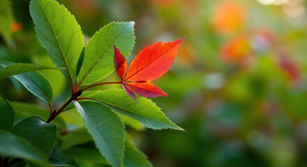Red Leaf Among Green Leaves Backlit by Sunlight During Autumn Season