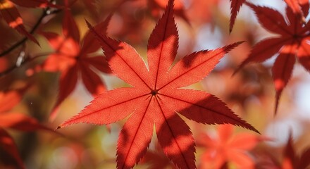 Red Maple Leaf Close-up in Autumn Sunlight with Soft Bokeh Background