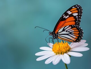 Fototapeta premium Macro shot of a butterflys proboscis extracting nectar from a flower, showcasing pollination
