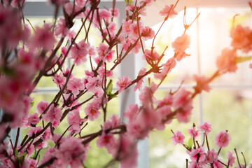 Pink flowers near the window, image for the background.