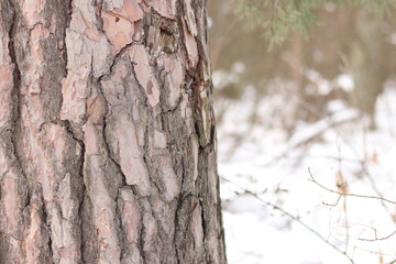 Close-up of a pine tree trunk in a forest in winter. Pine tree during the day, close-up of the bark. Tree for a natural background. Details. Focus on the pine tree trunk with a blurred background