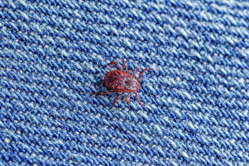 Dermacentor Reticulatus sitting on clothes after a walk in the woods.Family Ixodidae.Carrier of infectious diseases as encephalitis or Lyme borreliosis. Ticks Are Carriers Of Dangerous Diseases.