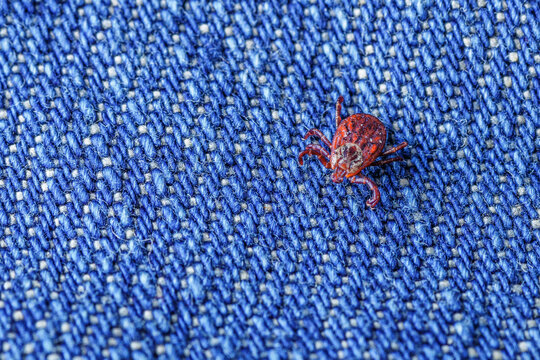Dermacentor Reticulatus sitting on clothes after a walk in the woods.Family Ixodidae.Carrier of infectious diseases as encephalitis or Lyme borreliosis. Ticks Are Carriers Of Dangerous Diseases.