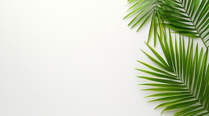 Obraz premium Tropical Palm Leaves on White Background: Summer Vibes