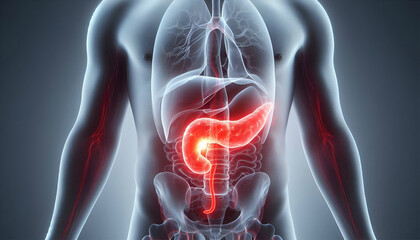human pancreas anatomy