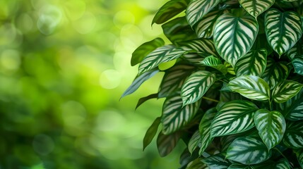 Obraz premium Lush, vibrant Calathea ornata plant with striking foliage. Blurred green bokeh background.