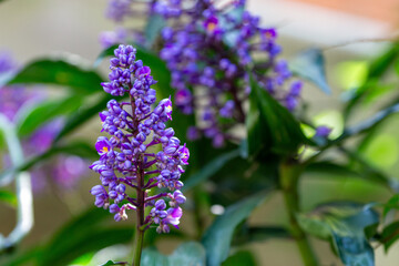 Obraz premium Gengibre azul ou Dichorisandra thyrsiflora. Flor 