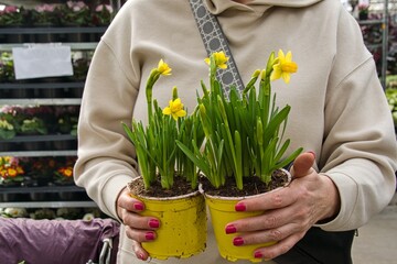 A female shopper in a beige sporty hoodie is holding two yellow plastic pots with yellow flowering daffodils that she buys at a garden center.