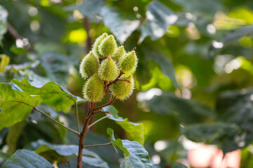 Urucuzeiro é uma árvore cujo fruto é o urucum, de onde se extrai o colorau	