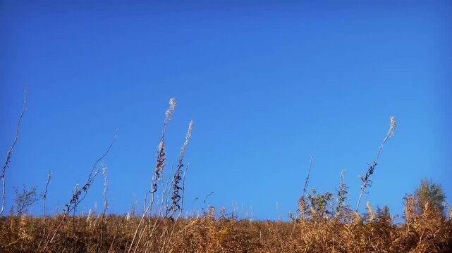 Bracken Fern in Autumn against clear blue sky stock footage