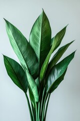 Lush green foliage plant against a soft grey backdrop creating a serene and natural indoor environment with a minimalist aesthetic and a calming visual mood