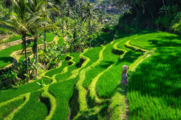 A woman enjoys stunning view of the lush, verdant rice terraces that creates a breathtakingly...