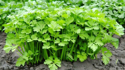 Fresh green celery growing in the garden.