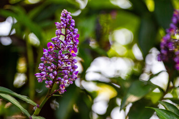 Obraz premium Gengibre azul ou Dichorisandra thyrsiflora. Flor 