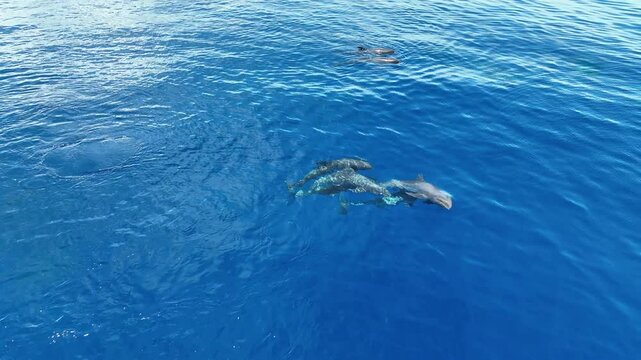 Melon-headed whales, Peponocephala electra, swim at the surface of the Gulf of Tomini on the east coast of Sulawesi, Indonesia. These widely-distributed toothed whales are rarely encountered.